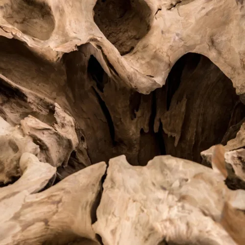 Mesa de centro de raíz de teca Waary