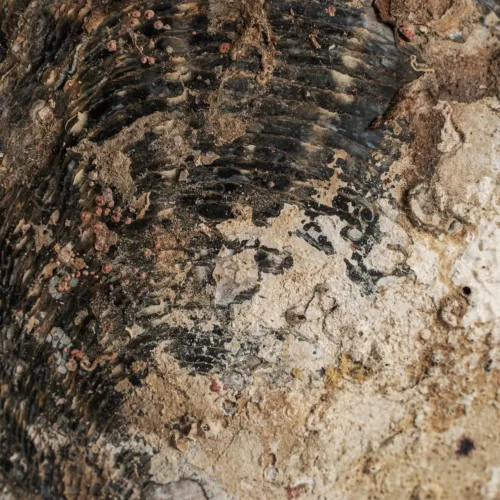 Figura decorativa de concha y hierro