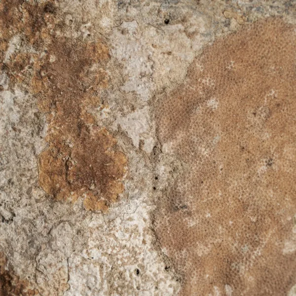 Figura decorativa de concha y hierro